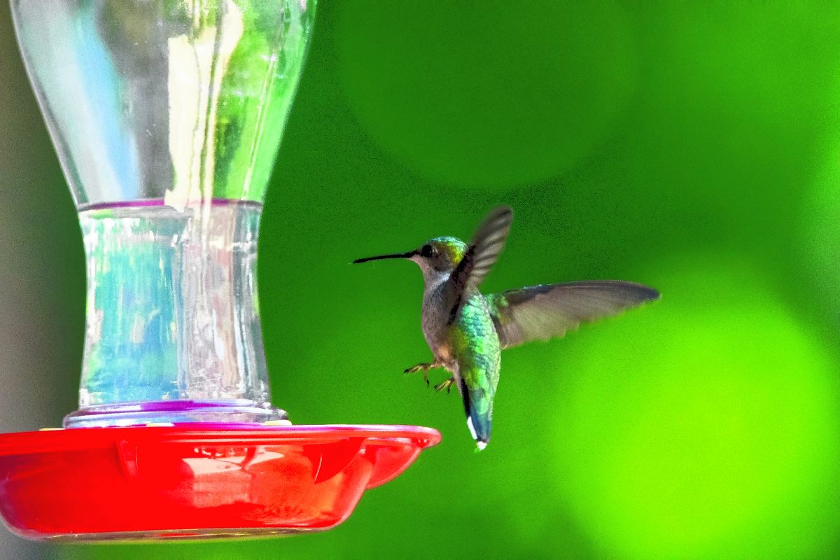 Teresa Holland took this photo of a hummingbird at her backyard feeder before the DNR advised residents to stop feeding birds. Submitted photo