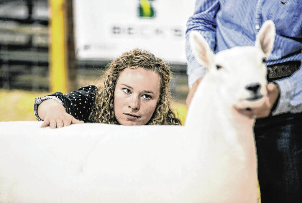 3rd annual Youth Sheep Expo coming up The Daily Reporter Greenfield